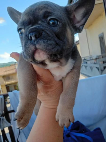 cuccioli di bulldog francese | Foto 4