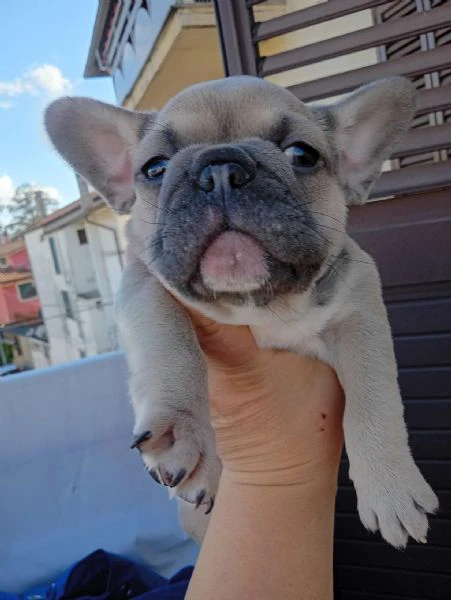 cuccioli di bulldog francese | Foto 3