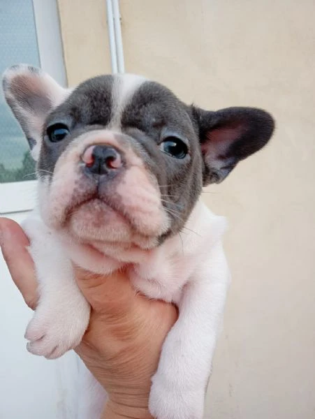 cuccioli di bulldog francese | Foto 2