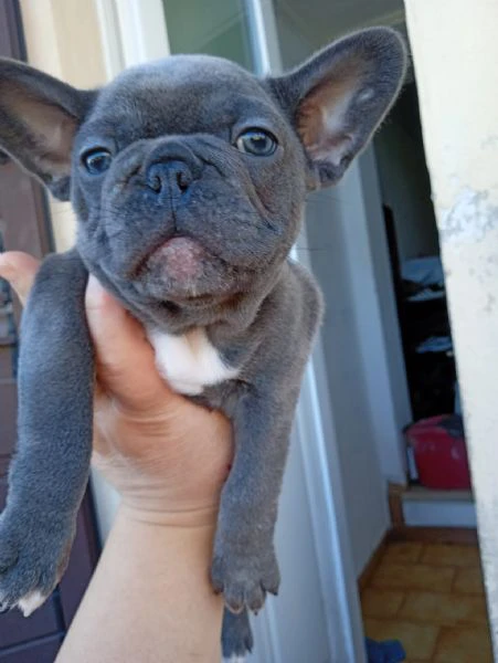 cuccioli di bulldog francese | Foto 1