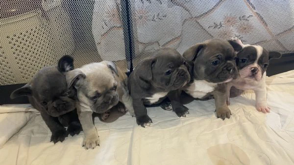 cuccioli di bulldog francese