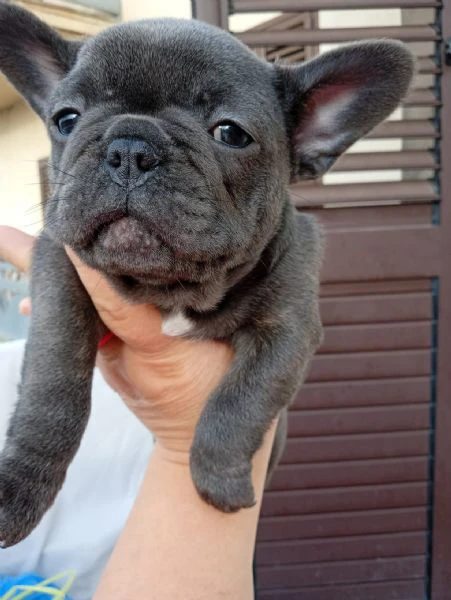 cuccioli di bulldog francese | Foto 0