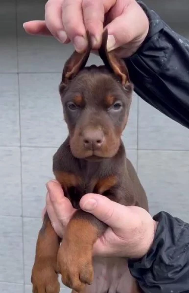 dobermann – cuccioli in vendita | Foto 3
