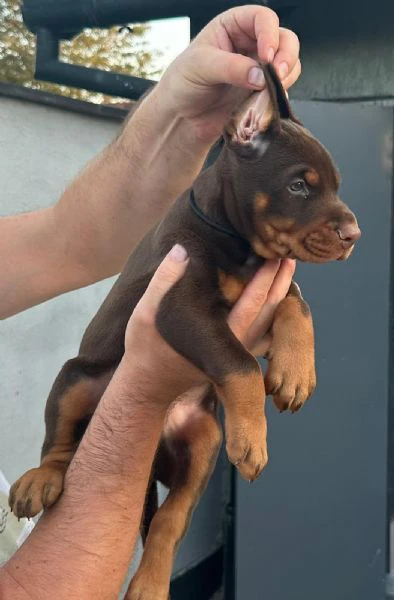 dobermann – cuccioli in vendita | Foto 2