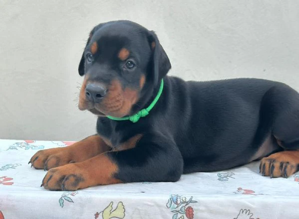 dobermann – cuccioli in vendita | Foto 0