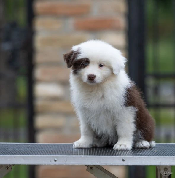 border collie – splendidi cuccioli | Foto 6