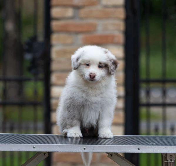 border collie – splendidi cuccioli | Foto 5