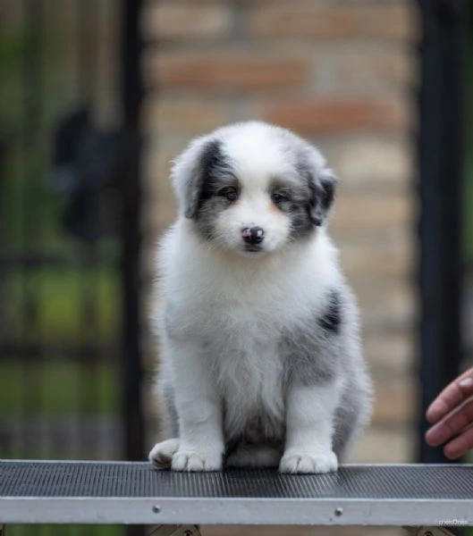 border collie – splendidi cuccioli | Foto 4