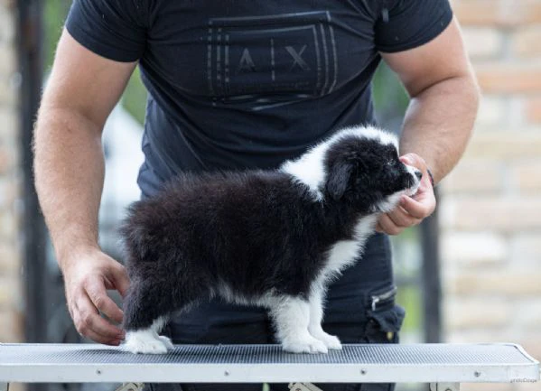 border collie – splendidi cuccioli | Foto 3