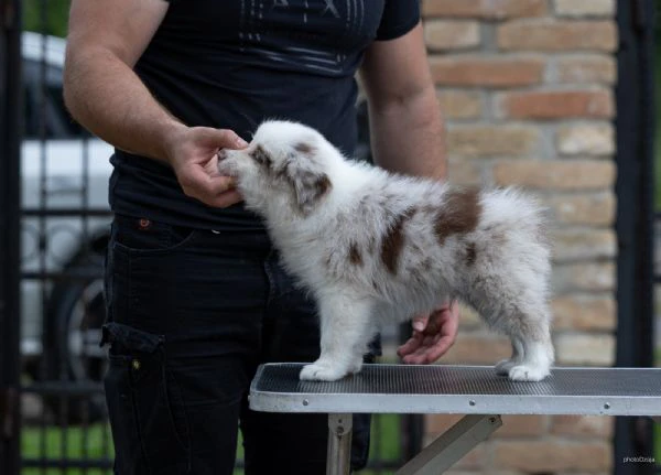 border collie – splendidi cuccioli | Foto 2
