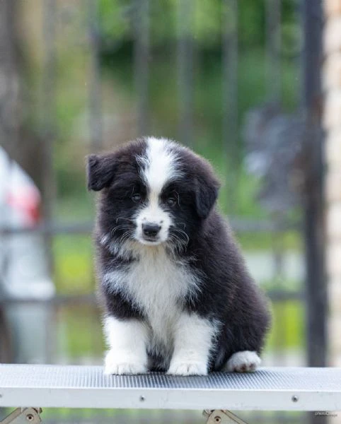 border collie – splendidi cuccioli