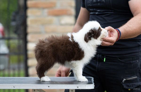 border collie – splendidi cuccioli | Foto 1