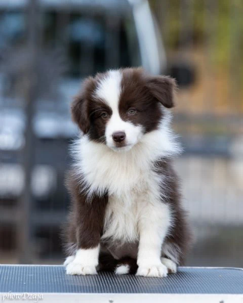 border collie cuccioli | Foto 6