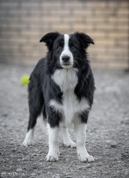 border collie cuccioli | Foto 4