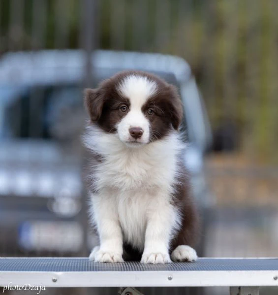 border collie cuccioli | Foto 3