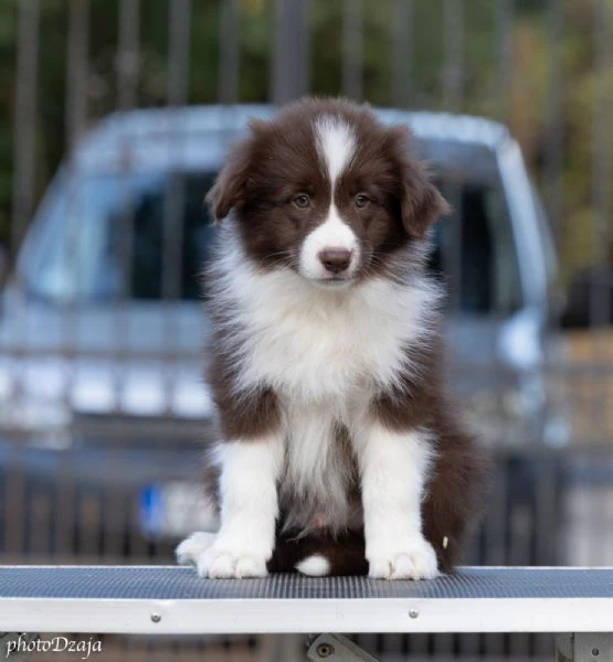 border collie cuccioli