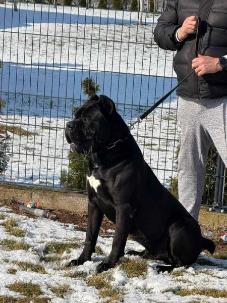 cane corso – maschio in vendita | Foto 6