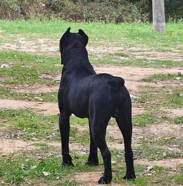 cane corso – maschio in vendita | Foto 5
