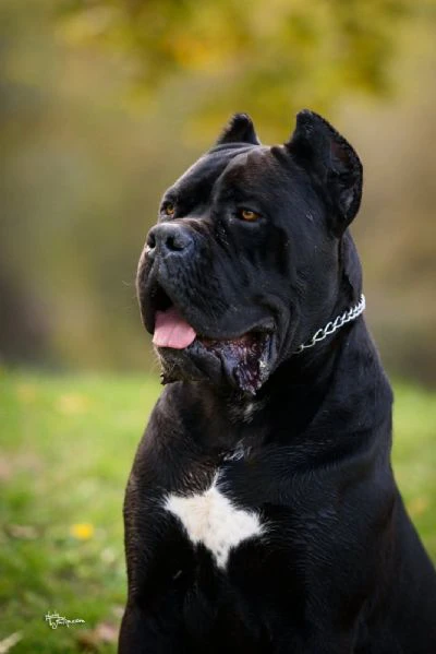 cane corso – maschio in vendita | Foto 4