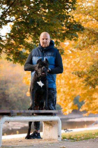 cane corso – maschio in vendita | Foto 3
