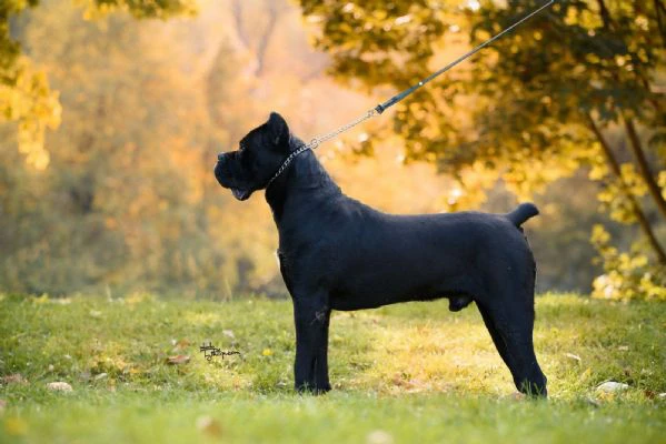 cane corso – maschio in vendita | Foto 2