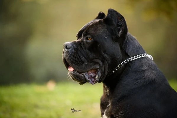 cane corso – maschio in vendita | Foto 0