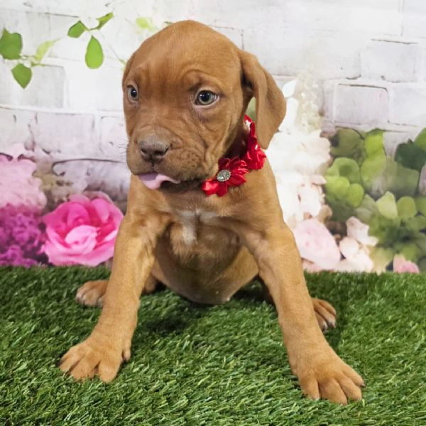 bellissimi cuccioli di dogue de bordeaux 