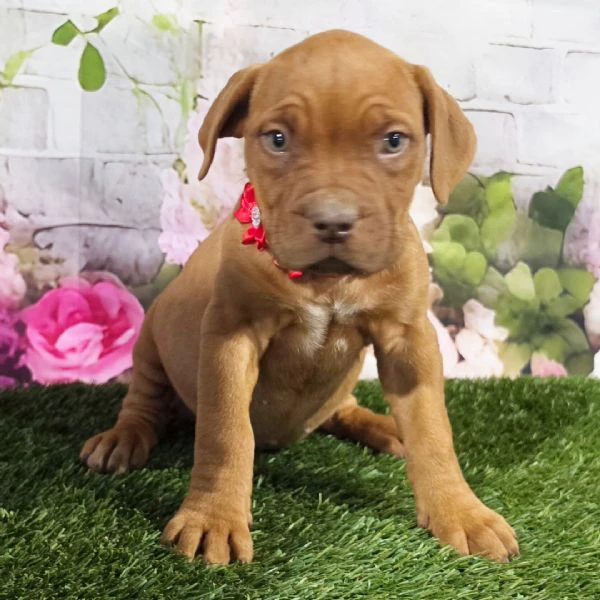 bellissimi cuccioli di dogue de bordeaux  | Foto 0