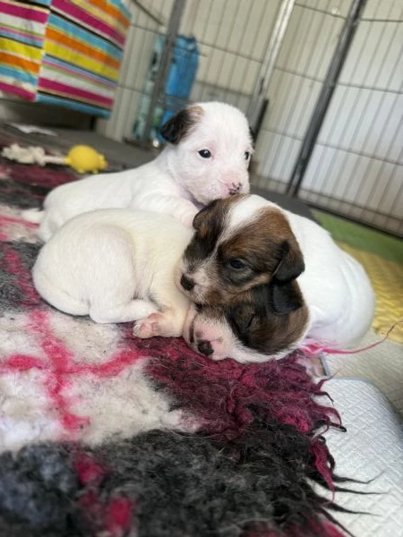 cuccioli di parson jack russell terrier