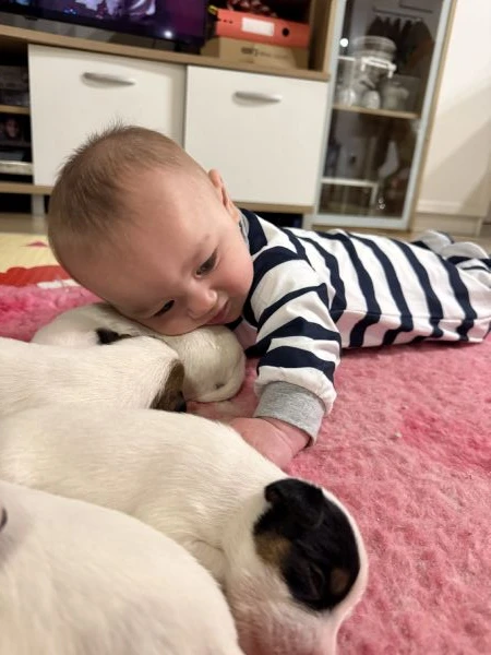 cuccioli di parson jack russell terrier | Foto 4