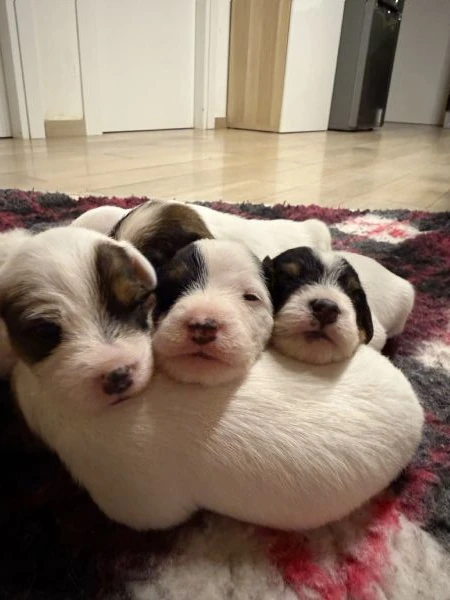cuccioli di parson jack russell terrier | Foto 3