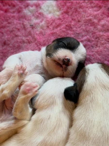 cuccioli di parson jack russell terrier | Foto 2