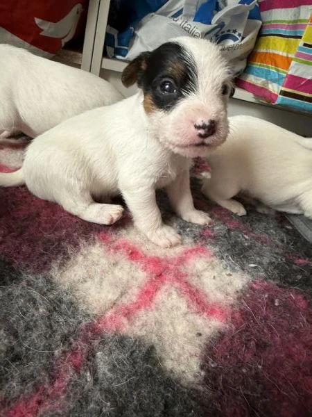 cuccioli di parson jack russell terrier | Foto 1
