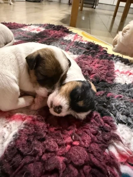 cuccioli di parson jack russell terrier | Foto 0