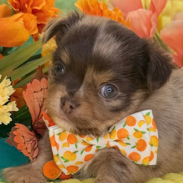 cuccioli di chihuahua toy in miniatura pronti per una casa amorevole