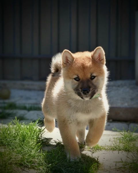 shiba inu – bellissimi cuccioli | Foto 6