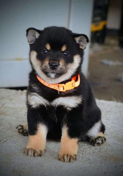 shiba inu – bellissimi cuccioli | Foto 5