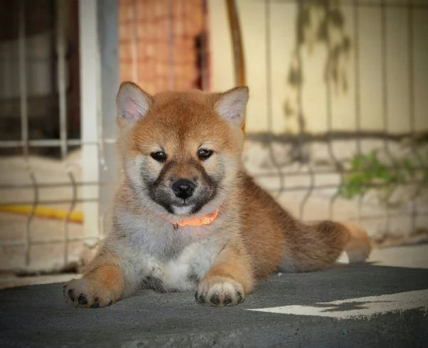 shiba inu – bellissimi cuccioli | Foto 4