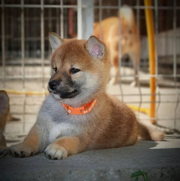 shiba inu – bellissimi cuccioli | Foto 3