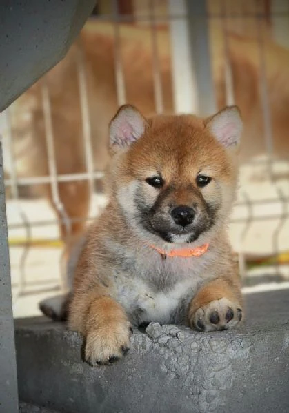shiba inu – bellissimi cuccioli | Foto 2