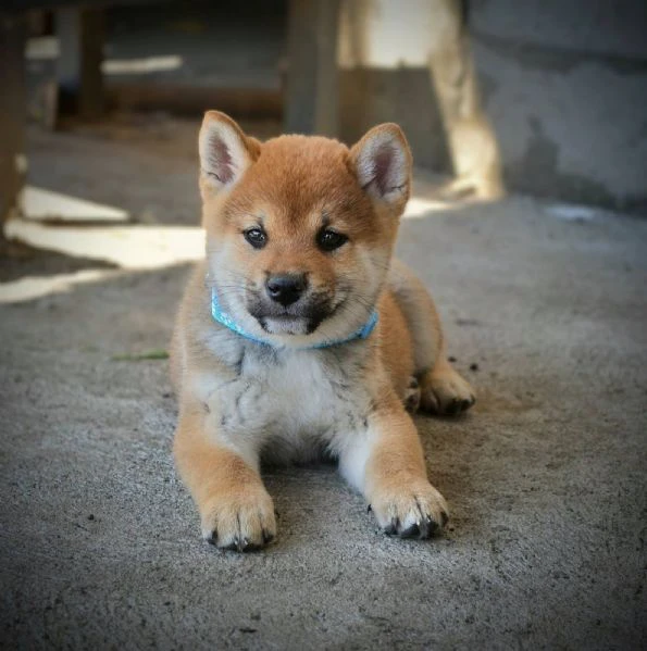 shiba inu – bellissimi cuccioli