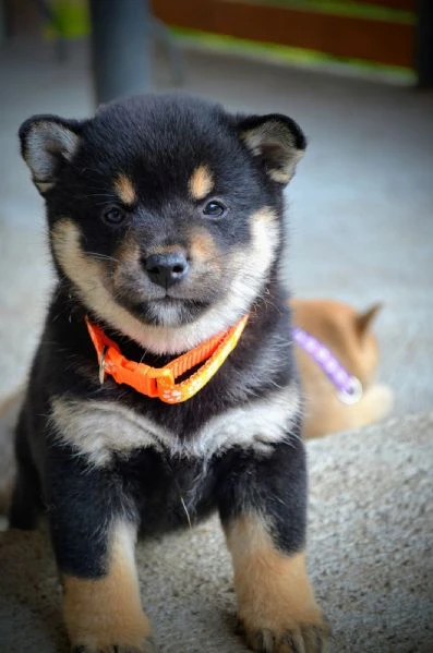 shiba inu – bellissimi cuccioli | Foto 1