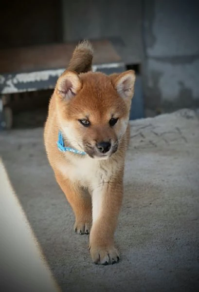 shiba inu – bellissimi cuccioli | Foto 0