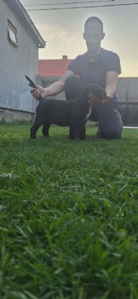 cane corso bellissimi cuccioli | Foto 6