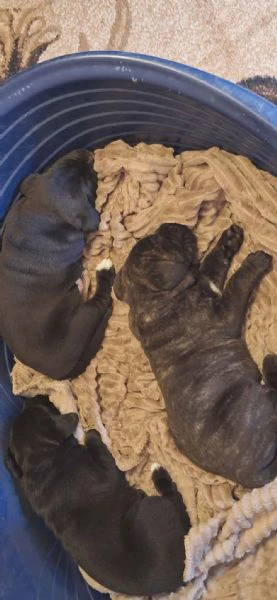 cane corso bellissimi cuccioli | Foto 5