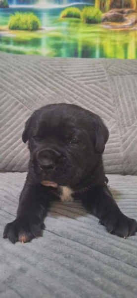 cane corso bellissimi cuccioli | Foto 4
