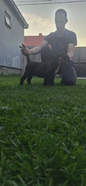 cane corso bellissimi cuccioli | Foto 3