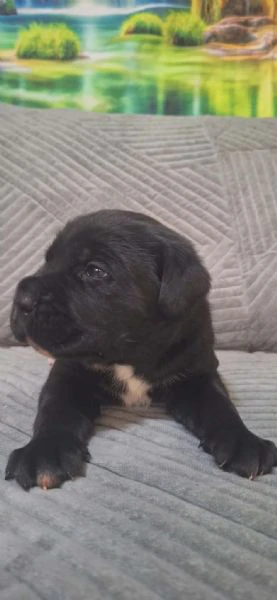 cane corso bellissimi cuccioli | Foto 2
