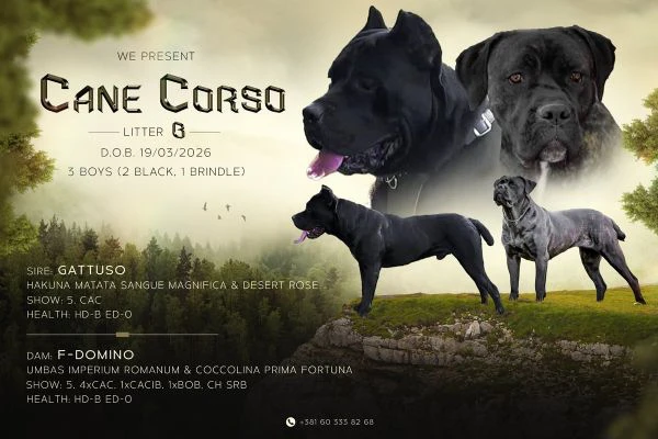 cane corso bellissimi cuccioli