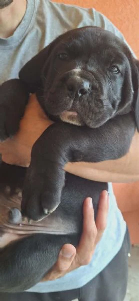 cane corso bellissimi cuccioli | Foto 1